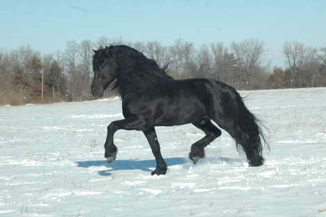 HorseID: 2306938 TJERK FAN BONNIE VIEW - PhotoID: 1090713