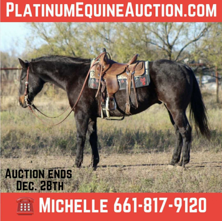 HorseID: 2306939 Dollar M$ - PhotoID: 1090742