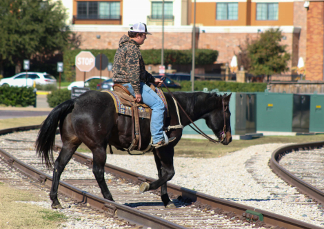 HorseID: 2306939 Dollar M$ - PhotoID: 1090744