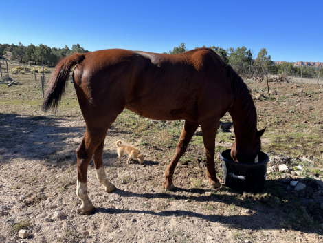 HorseID: 2306940 Del Argent - PhotoID: 1090714