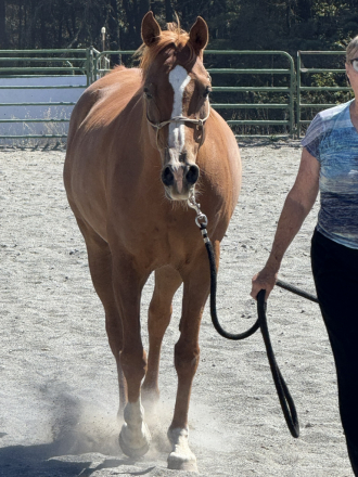 HorseID: 2306941 AURUM REX - PhotoID: 1090715