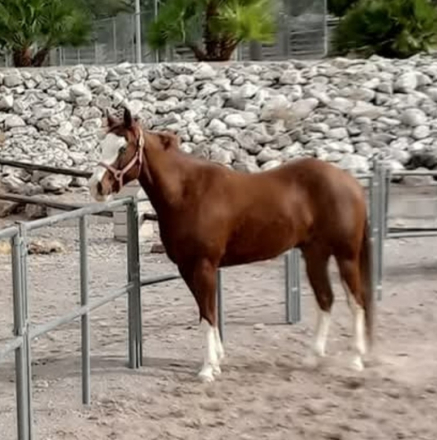 HorseID: 2306942 Ima Dualin Gun - PhotoID: 1090760