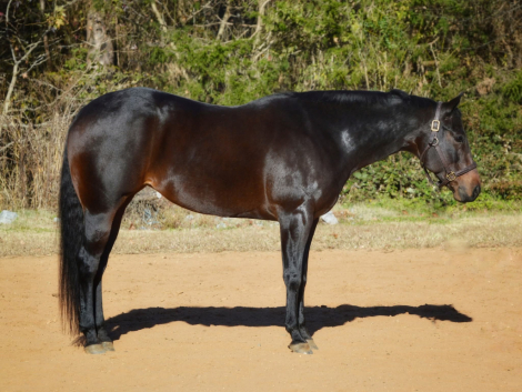 HorseID: 2306944 Batt Mans Bombshell - PhotoID: 1090716