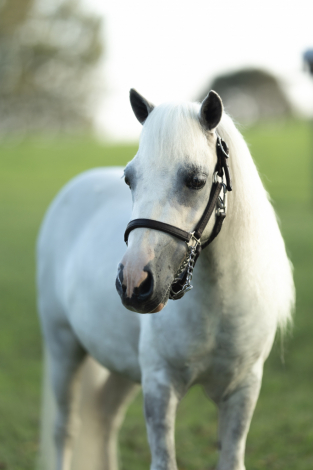 HorseID: 2306951 Potato - PhotoID: 1090718