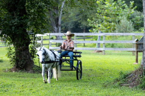 HorseID: 2306951 Potato - PhotoID: 1090721