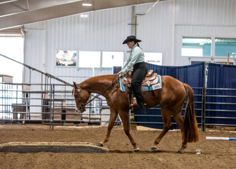 HorseID: 2306956 Gunna Be Something - PhotoID: 1090727