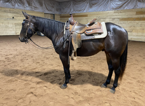 HorseID: 2306957 OC Hash Cat - PhotoID: 1090729