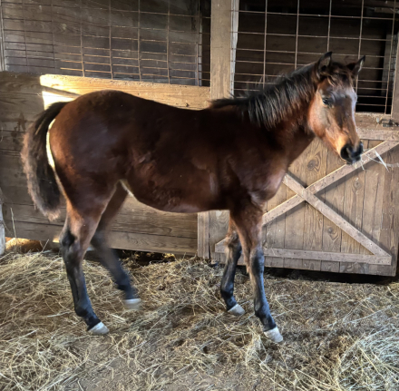 HorseID: 2306962 Box C Badger Beauty - PhotoID: 1090756