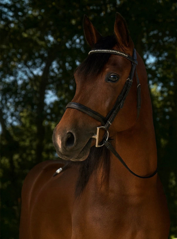 HorseID: 2306963 DSR Startin Riots - PhotoID: 1090757