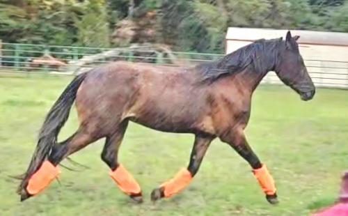 HorseID: 2306963 DSR Startin Riots - PhotoID: 1090759