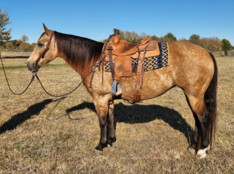 HorseID: 2306972 Notawimpychick - PhotoID: 1090763