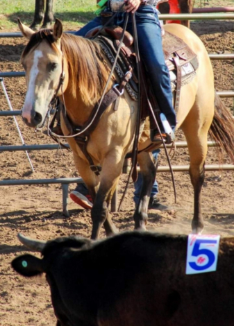 HorseID: 2306972 Notawimpychick - PhotoID: 1090765