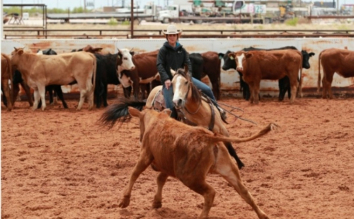 HorseID: 2306972 Notawimpychick - PhotoID: 1090766