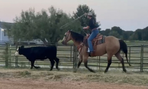 HorseID: 2306972 Notawimpychick - PhotoID: 1090767