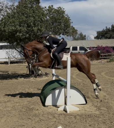 HorseID: 2306984 Monty - PhotoID: 1090773