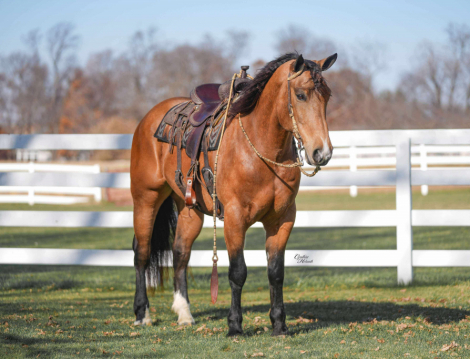 HorseID: 2306985 Cinch - PhotoID: 1090779