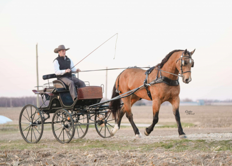 HorseID: 2306985 Cinch - PhotoID: 1090780