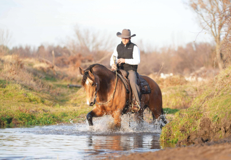 HorseID: 2306985 Cinch - PhotoID: 1090781