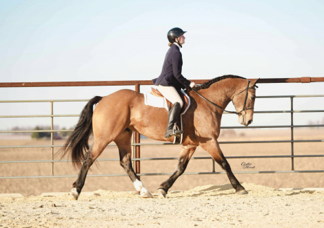 HorseID: 2306985 Cinch - PhotoID: 1090782