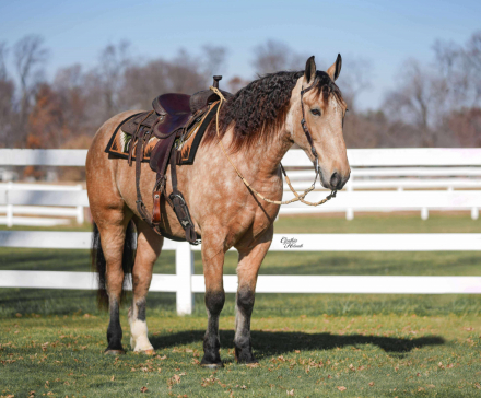 HorseID: 2306986 Stetson - PhotoID: 1090783