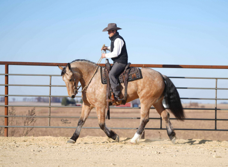 HorseID: 2306986 Stetson - PhotoID: 1090784