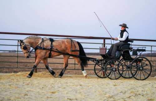 HorseID: 2306986 Stetson - PhotoID: 1090785