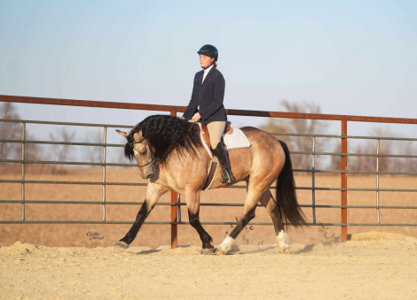 HorseID: 2306987 Flint - PhotoID: 1090787