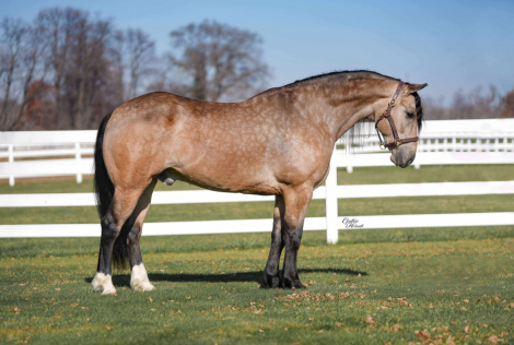 HorseID: 2306987 Flint - PhotoID: 1090788