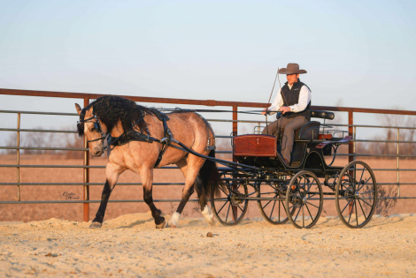 HorseID: 2306987 Flint - PhotoID: 1090789