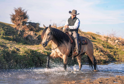 HorseID: 2306987 Flint - PhotoID: 1090790