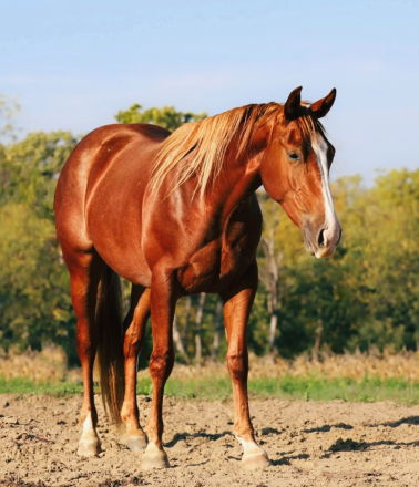 HorseID: 2306990 Sam Aye Am - PhotoID: 1090791