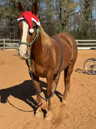 HorseID: 2306990 Sam Aye Am - PhotoID: 1090792