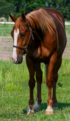 HorseID: 2306990 Sam Aye Am - PhotoID: 1090793