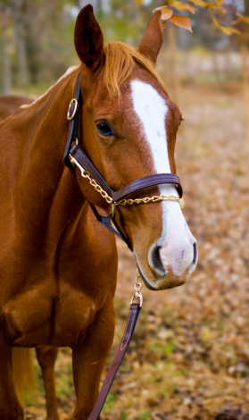 HorseID: 2306990 Sam Aye Am - PhotoID: 1090794