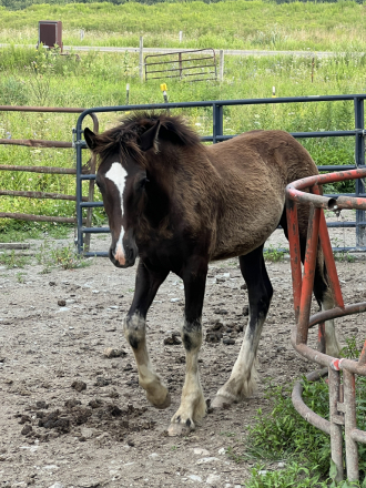 HorseID: 2306994 Clydesdales x Paint/Fresian Sporthorse - PhotoID: 1090796