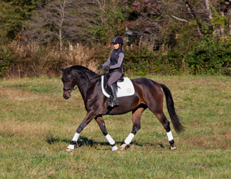 HorseID: 2306996 Impression - PhotoID: 1090934