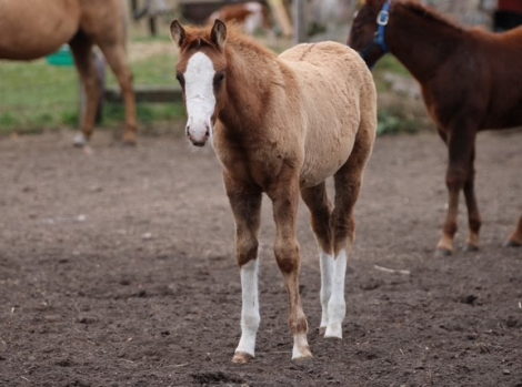 HorseID: 2306997 Gunslinnger - PhotoID: 1090797