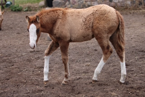 HorseID: 2306997 Gunslinnger - PhotoID: 1090798