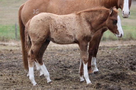 HorseID: 2306997 Gunslinnger - PhotoID: 1090799