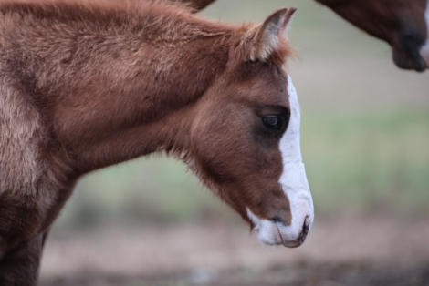 HorseID: 2306997 Gunslinnger - PhotoID: 1090800