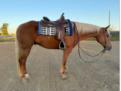 HorseID: 2306999 SJ Peppys Olena - PhotoID: 1090802