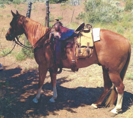 HorseID: 2307001 Junior - PhotoID: 1090805