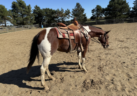 HorseID: 2307003 Cupcake - PhotoID: 1090806