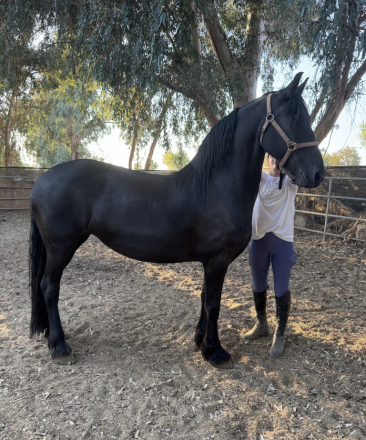 HorseID: 2307006 Jules - PhotoID: 1090813