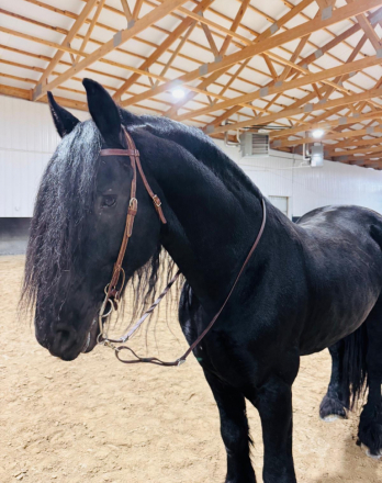 HorseID: 2307007 Cassius - PhotoID: 1090814