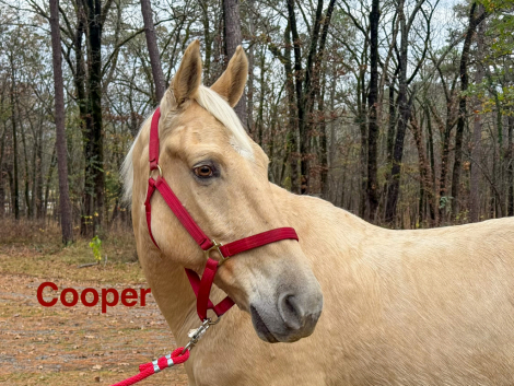 HorseID: 2307010 Cooper - PhotoID: 1090822