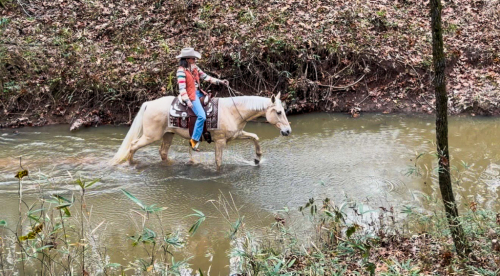 HorseID: 2307010 Cooper - PhotoID: 1090823