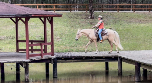 HorseID: 2307010 Cooper - PhotoID: 1090826