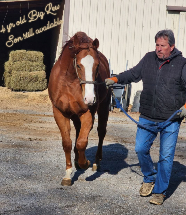 HorseID: 2307013 Quick Lew Cartel - PhotoID: 1090827