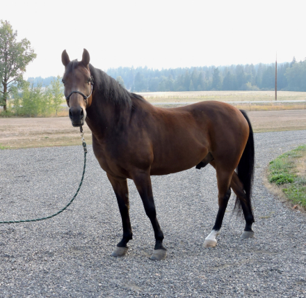 HorseID: 2307015 Alexander The Great - PhotoID: 1090830